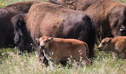 Two wood bison calves and their mothers on pasture at the WCVM Goodale Farm. Photo: Caitlin Taylor.